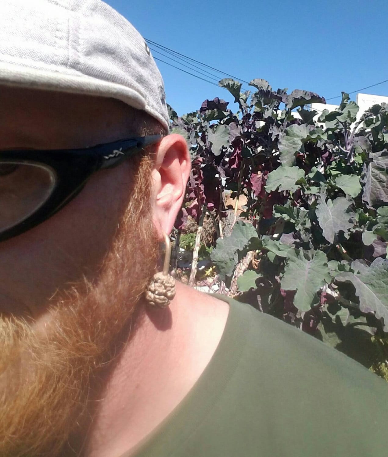 SALE - Redwood Cone Cast Bronze Ear Weights