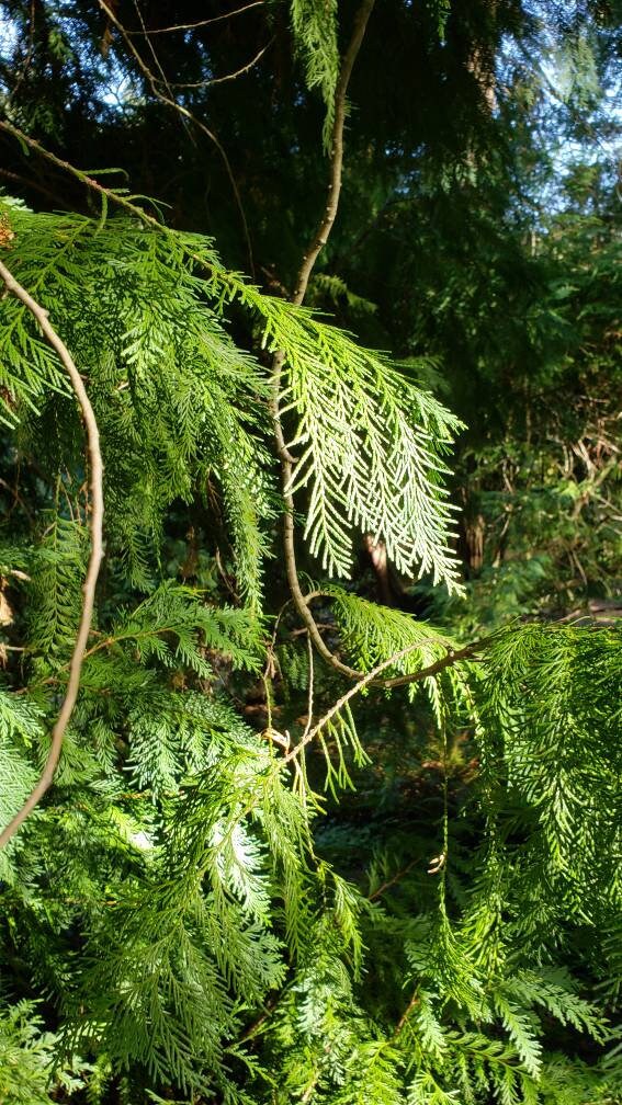 SALE - Incense Cedar Leaf Tip and Hexagon Cast Silver Earrings - Northern California Forest Art Jewelry - West Coast Fashion - NorCal