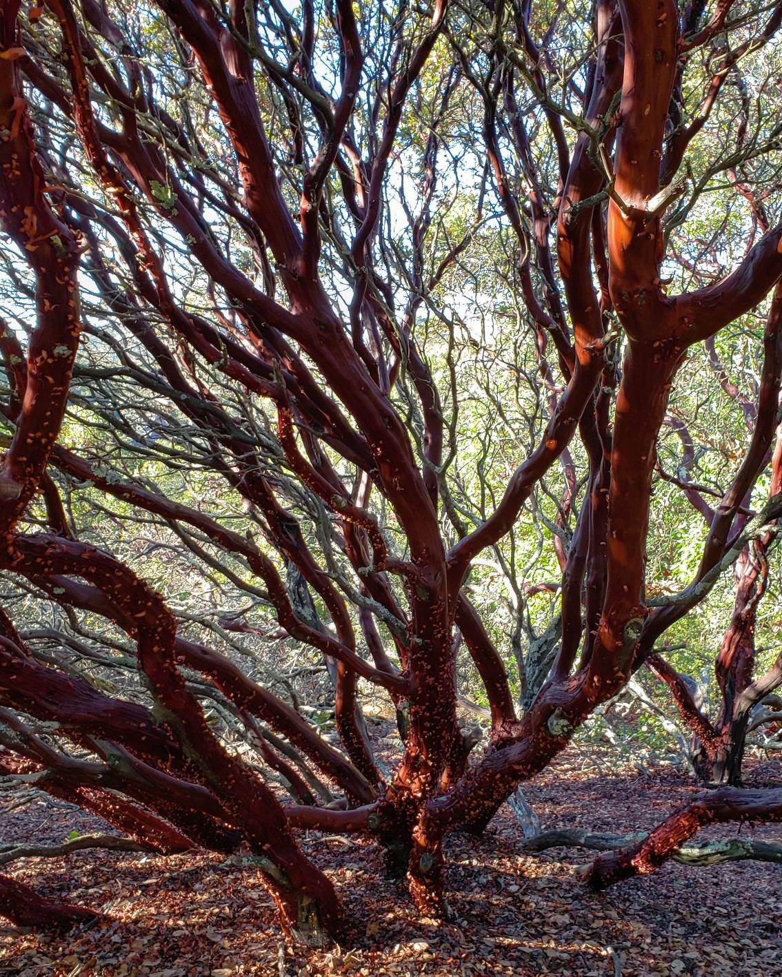 SALE - Manzanita Leaf Hexagon Charm Pendant- Northern California Forest Art Jewelry in Recycled Sterling Silver