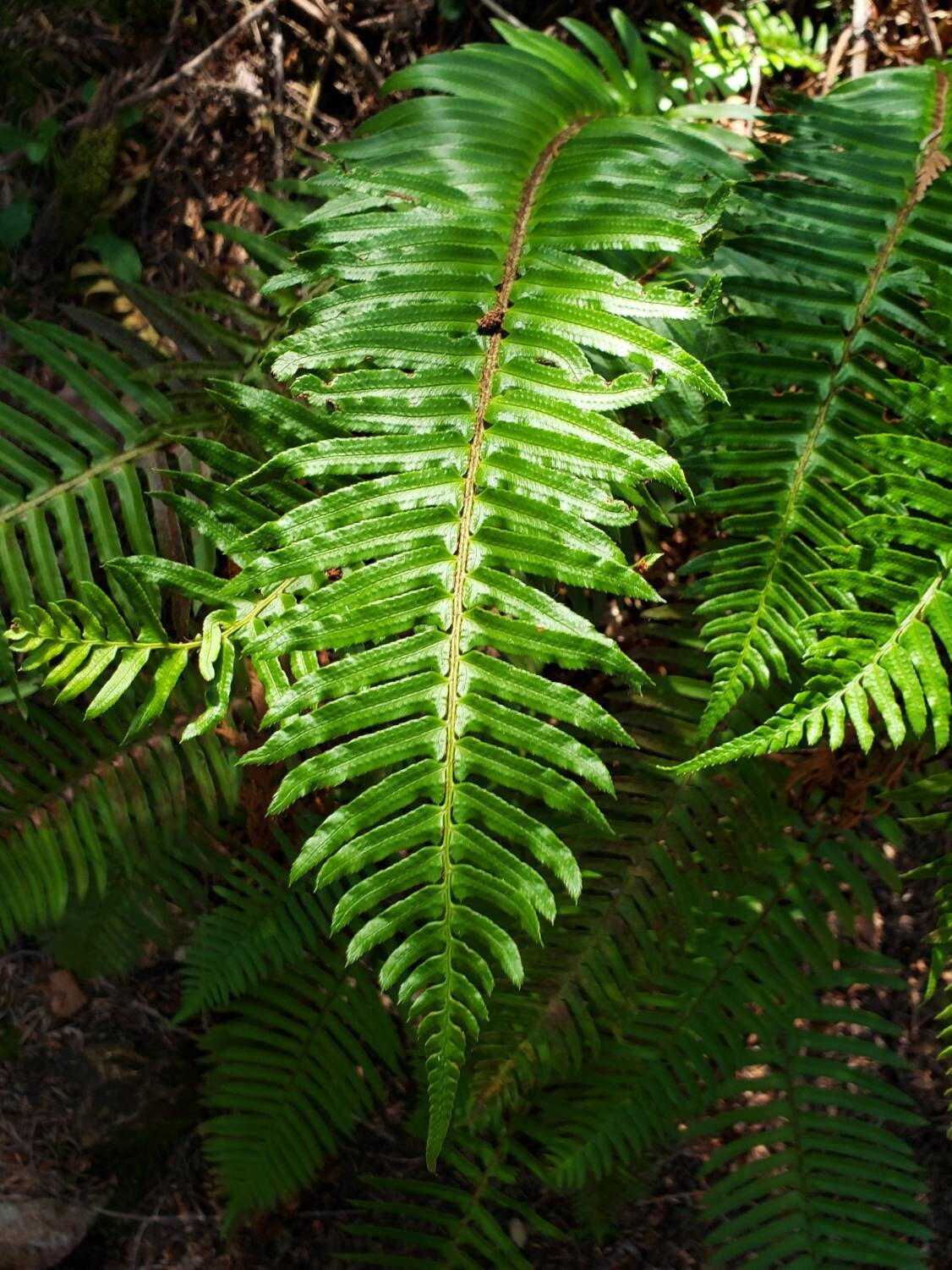 SALE - Western Swordfern Fiddlehead Hexagon Cast Mixed Metal Necklace with Chain - NorCal PNW West Coast Upper Left USA - Polystichum munitum