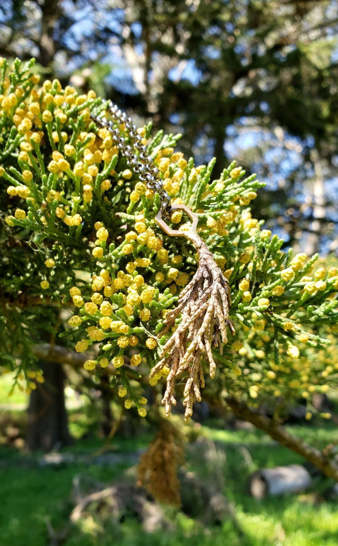 SALE - Monterey Cypress Leaf and Hexagon Cast Bronze Pendant with Gunmetal Finish Chain - NorCal Coast Style Minimalist Nature Layering Necklace