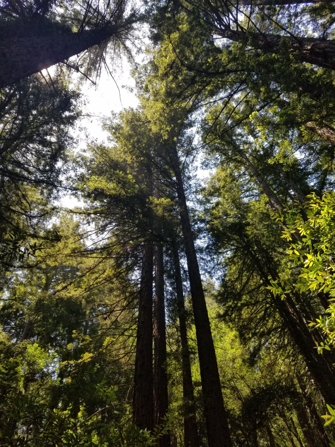 SALE - Redwood Leaf and Hexagon Cast Sterling Silver Earrings - Redwood Forest Leaf Jewelry - NorCal PNW West Coast Upper Left USA