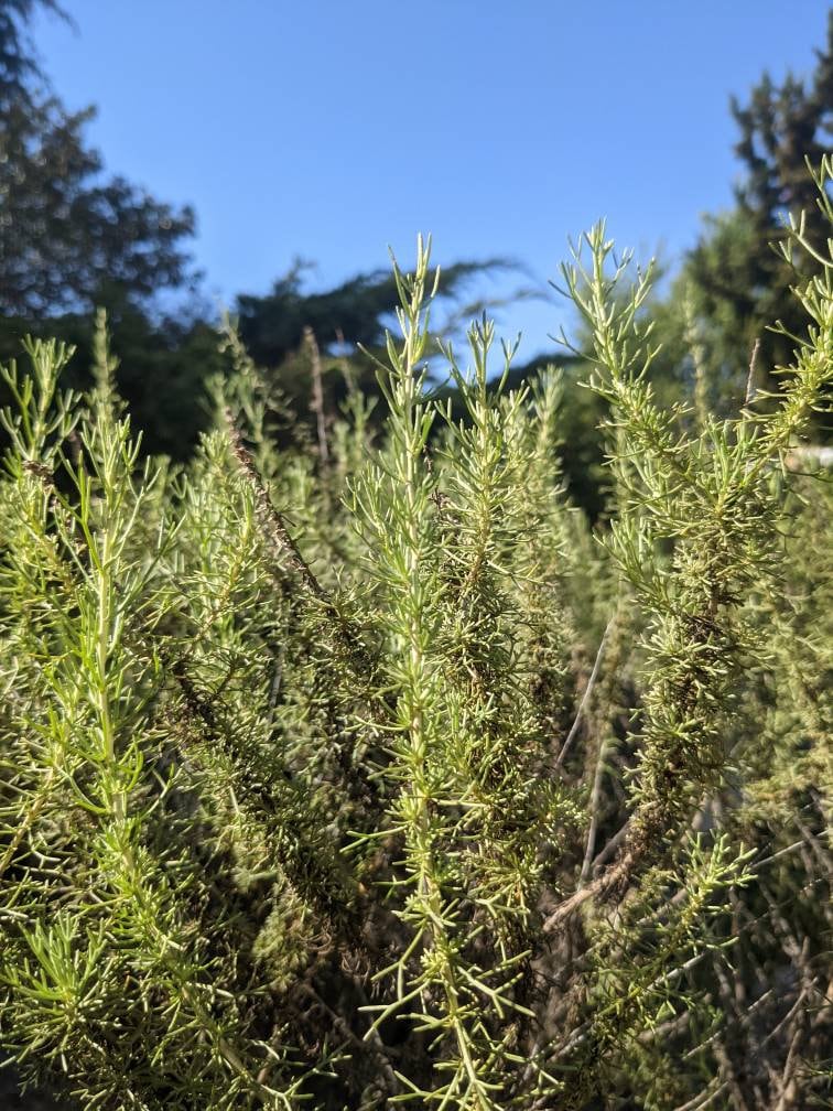 ONE California Sagebrush Smoke Cleansing Bundle - Great Alternative to Endangered White Sage or Palo Santo